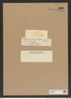 Euodia radiata Castrac. (de-Toni-Nr.: Genus 210, Species 5284) Zeichnungen Sammlung Grunow Nr. 9097 (NHMW-BOT-W0378854)